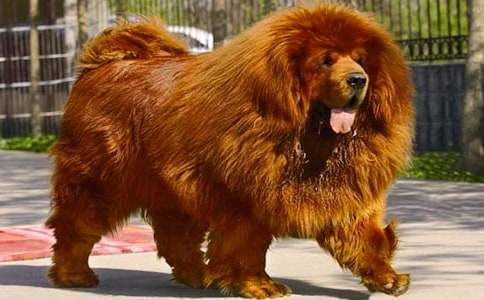 《摇滚藏獒》观后感