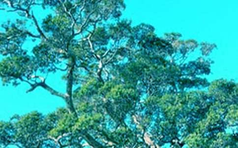 小草和大树读后感14篇