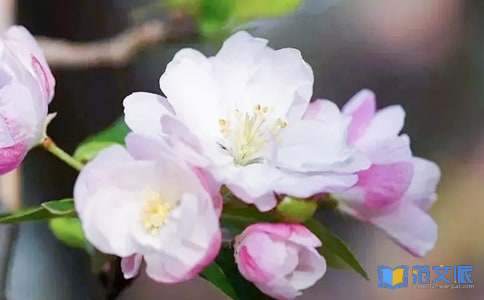 大鱼海棠观后感范文（精选12篇）