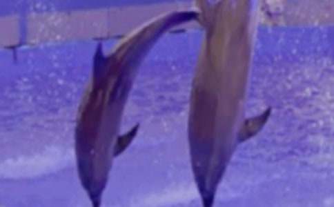 《蓝色海豚岛》读后感15篇