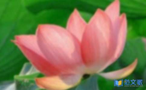 《蓝鲸的眼睛》读后感15篇