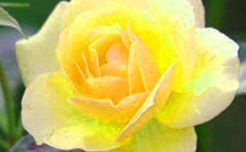 花朵读后感