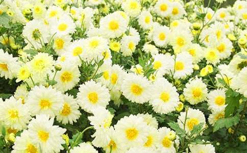 《我生命中的那簇野菊花》读后感