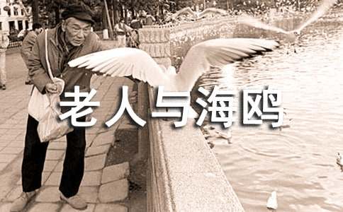 《老人与海鸥》读后感（精选6篇）
