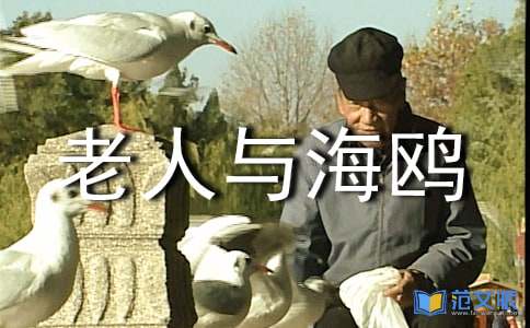 老人与海鸥读后感