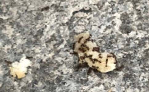 绘本喂，小蚂蚁读后感