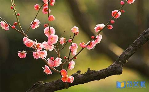 梅花魂读后感(合集15篇)