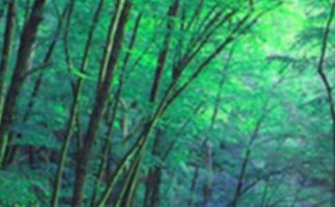 《奇幻森林》观后感5篇