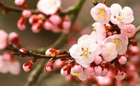 《桃花心木》读后感合集15篇