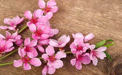 一念桃花源读后感