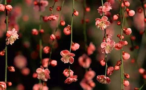 《桃花心木》读后感汇编15篇
