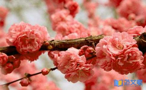 《樱花巷的秘密》读后感15篇