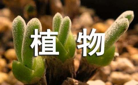 植物学实习报告汇编10篇